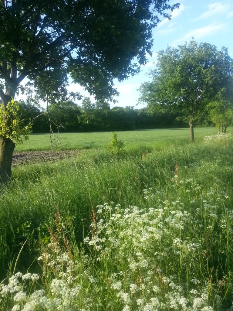 Groene wei met wilde bloemen en bomen op natuurcamping, rustieke omgeving met hekwerk en grasland